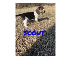 Beagle walker hound cross puppies - 4
