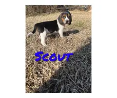 Beagle walker hound cross puppies - 5