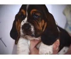 6 adorable registered basset hound puppies - 2