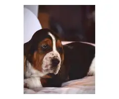 6 adorable registered basset hound puppies - 3