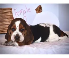 6 adorable registered basset hound puppies - 4