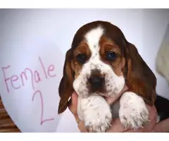 6 adorable registered basset hound puppies - 5