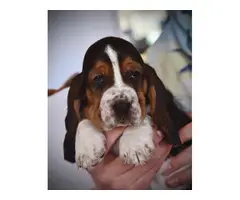 6 adorable registered basset hound puppies - 6