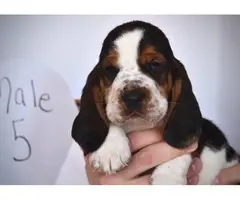 6 adorable registered basset hound puppies - 10
