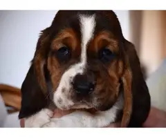 6 adorable registered basset hound puppies - 12