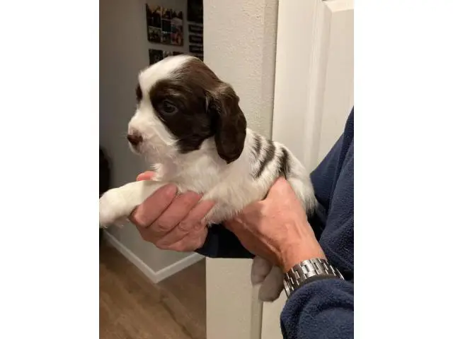 8 English Springer Spaniel pups looking for homes - 1/7