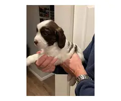 8 English Springer Spaniel pups looking for homes