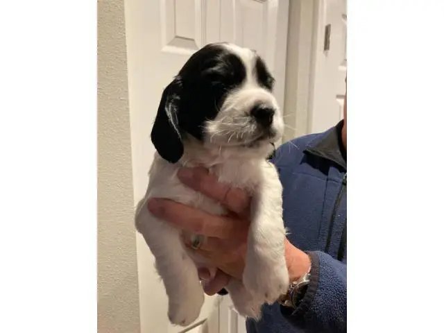 8 English Springer Spaniel pups looking for homes - 2/7