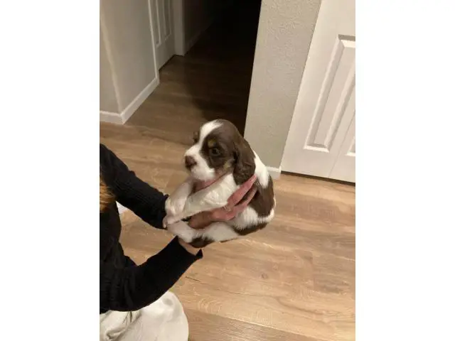 8 English Springer Spaniel pups looking for homes - 3/7