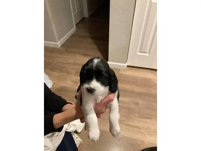 8 English Springer Spaniel pups looking for homes - 4/7