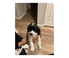 8 English Springer Spaniel pups looking for homes - 4