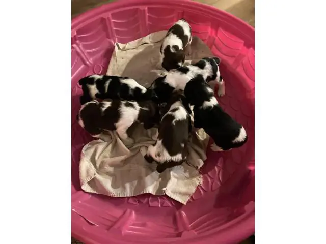 8 English Springer Spaniel pups looking for homes - 5/7