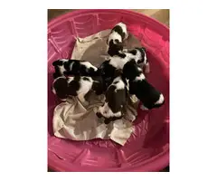 8 English Springer Spaniel pups looking for homes - 5