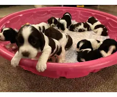 8 English Springer Spaniel pups looking for homes - 6