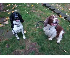 8 English Springer Spaniel pups looking for homes - 7