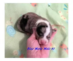 5 cute Corgi puppies for sale - 5