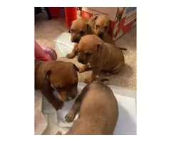Pit bull puppies 4 available - 3