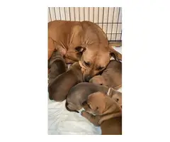 Pit bull puppies 4 available - 4