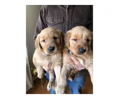 AKC Golden Retriever Puppies - 3