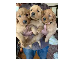 AKC Golden Retriever Puppies - 5