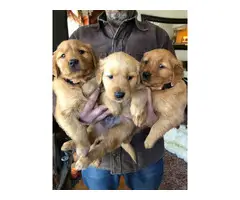 AKC Golden Retriever Puppies - 6