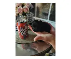 2 Teacup Yorkie-Poo puppies for sale - 6