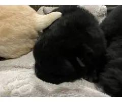 5 beautiful Chow Chow puppies - 2