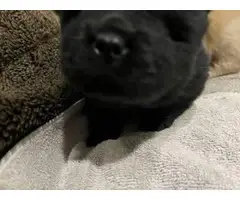 5 beautiful Chow Chow puppies - 4