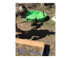 2 male & 4 female AKC Belgian malinois puppies for sale - 8