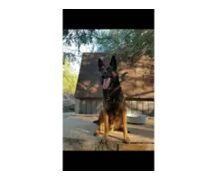 2 male & 4 female AKC Belgian malinois puppies for sale - 12