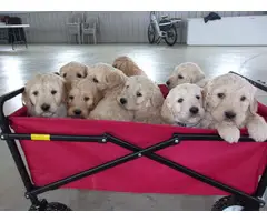Golden doodle puppies for Valentine's