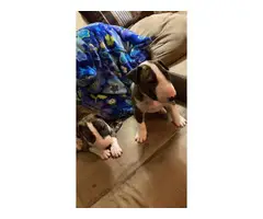 Brindle Bull Terrier Puppy for Sale