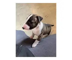 Brindle Bull Terrier Puppy for Sale - 2