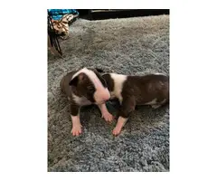 Brindle Bull Terrier Puppy for Sale - 3