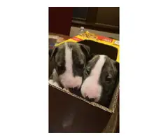 Brindle Bull Terrier Puppy for Sale - 5