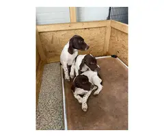 Three adorable and friendly Akc registered German shorthair pointer puppies
