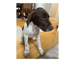 Three adorable and friendly Akc registered German shorthair pointer puppies - 2