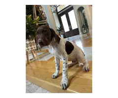 Three adorable and friendly Akc registered German shorthair pointer puppies - 3