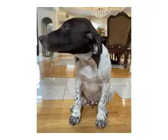 Three adorable and friendly Akc registered German shorthair pointer puppies - 4