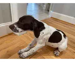 Three adorable and friendly Akc registered German shorthair pointer puppies - 5