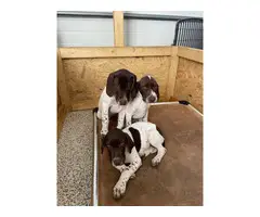 Three adorable and friendly Akc registered German shorthair pointer puppies - 7