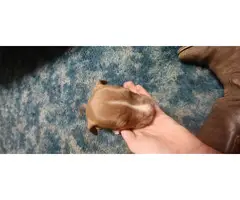 American Red Nosed Pit Bull Puppies - 2