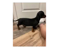 9 weeks dachshund puppy - 2