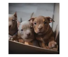 Golden American pitbull puppies - 2