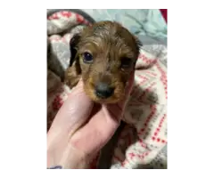 Miniature dachshund puppies - 2