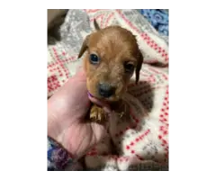 Miniature dachshund puppies - 4