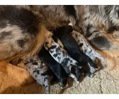 5 standard Australian Shepherd puppies for sale - 7