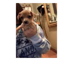 5 Chihuahua Puppies in need of good homes - 3