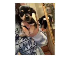 5 Chihuahua Puppies in need of good homes - 5
