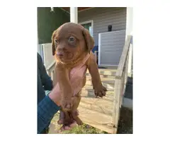 Labrador retriever puppies for sale - 2